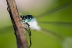 Kuala Lumpur, Malaysia